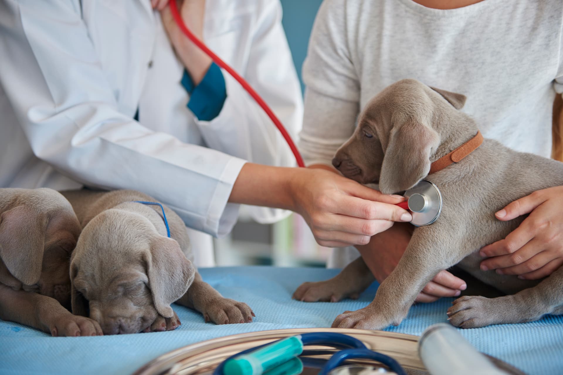 Veterinarian examining Weimaraner puppies with a stethoscope during a routine exam